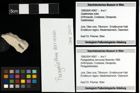 Foto (Objekt + Etiketten) von Paragalathea verrucosa (Moericke 1889) 